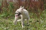 BOUVIER DES ARDENNES 324